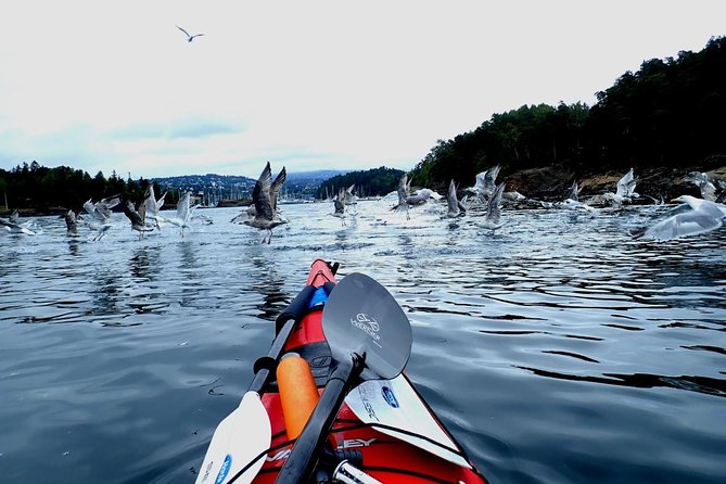 2- hour kayak trip on the Oslo Fjord - Booking, cancellations, and practical details
