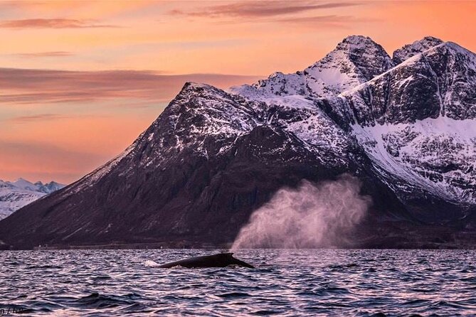 24hr Northern Lights & Whale Watching Cruise - Sleeping on the Ship Instead of Chasing the Clock