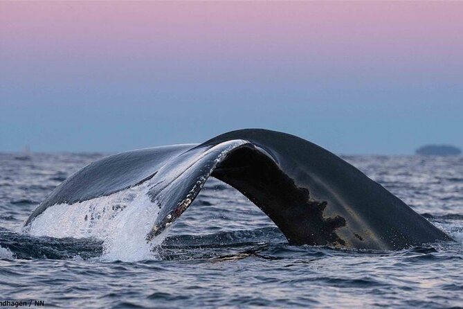 24hr Northern Lights & Whale Watching Cruise - Meals, Cabin Time, and the Return to Tromsø