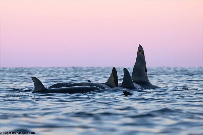 24hr Northern Lights & Whale Watching Cruise - A Three-Course Dinner Before the Aurora Search