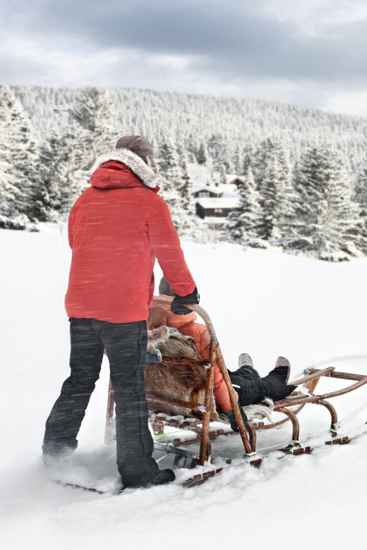 4hr Dog Sledding Trip on Finnmarksvidda - Key points to know before booking