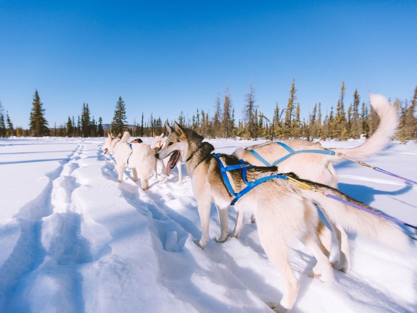 4hr Dog Sledding Trip on Finnmarksvidda - Timing, weather, and what to bring