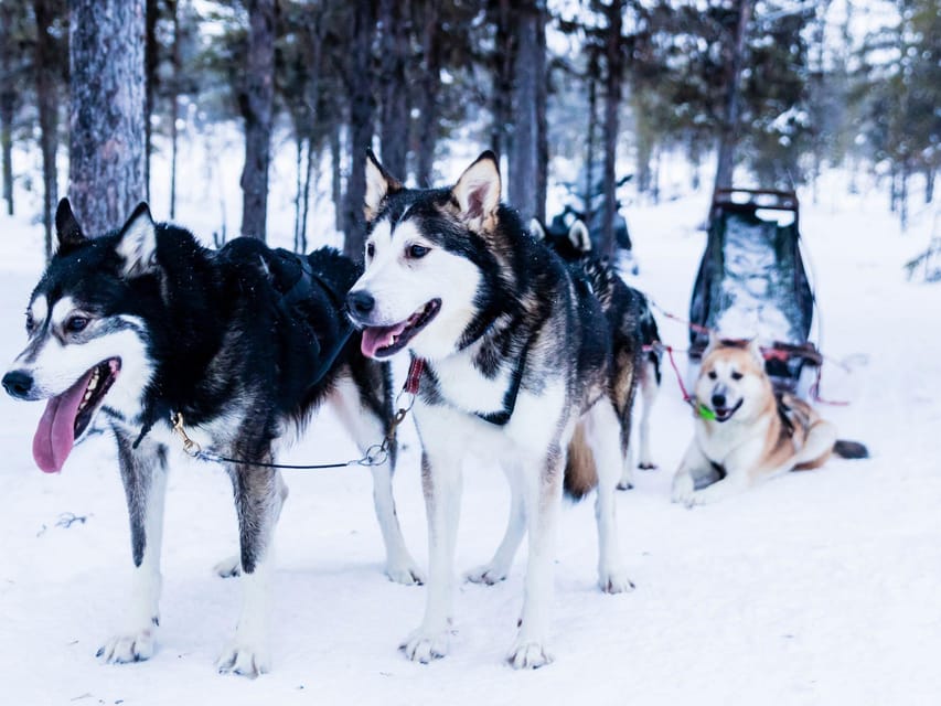 4hr Dog Sledding Trip on Finnmarksvidda - From Alta to Gargia in about 30 minutes