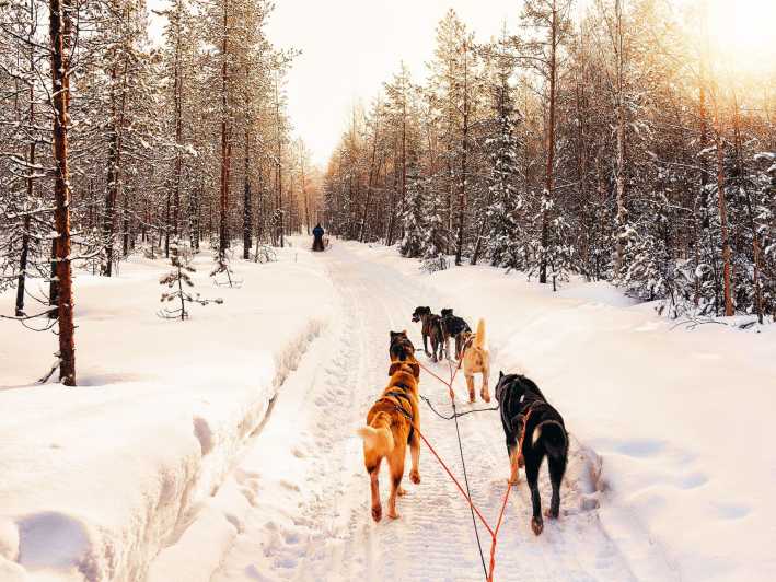 4hr Dog Sledding Trip on Finnmarksvidda - Learning to steer before the trail begins
