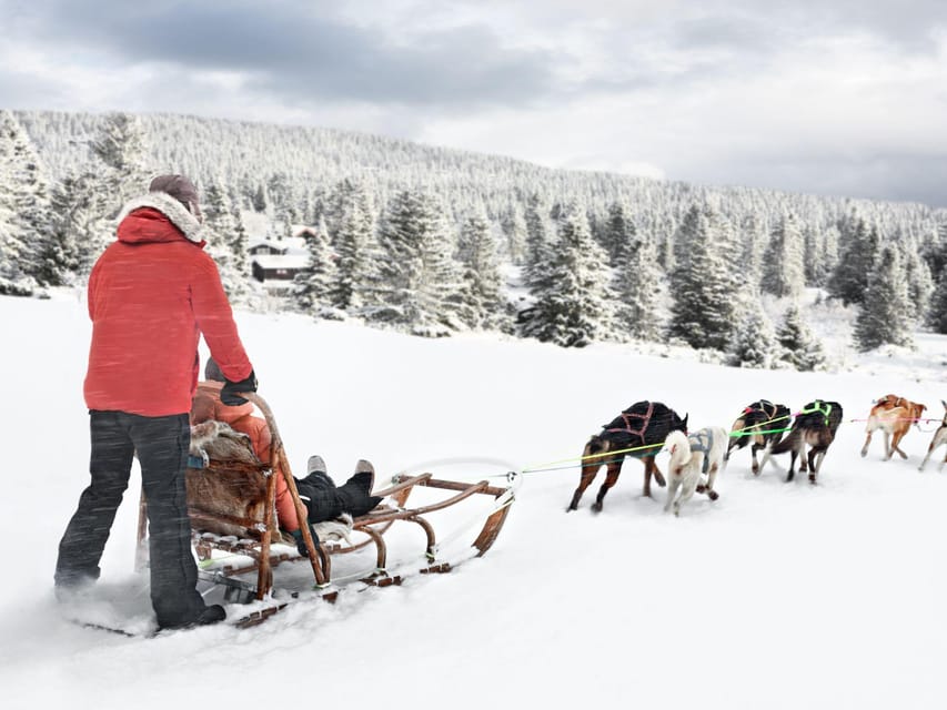 4hr Dog Sledding Trip on Finnmarksvidda - From pine forest to the Finnmarksvidda plateau