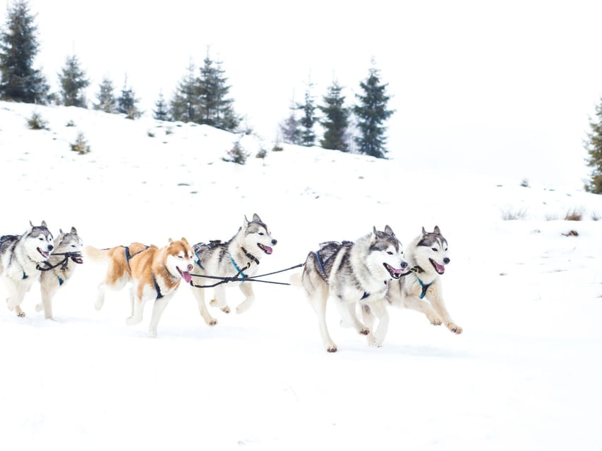 4hr Dog Sledding Trip on Finnmarksvidda - The dogs are the heart of the experience