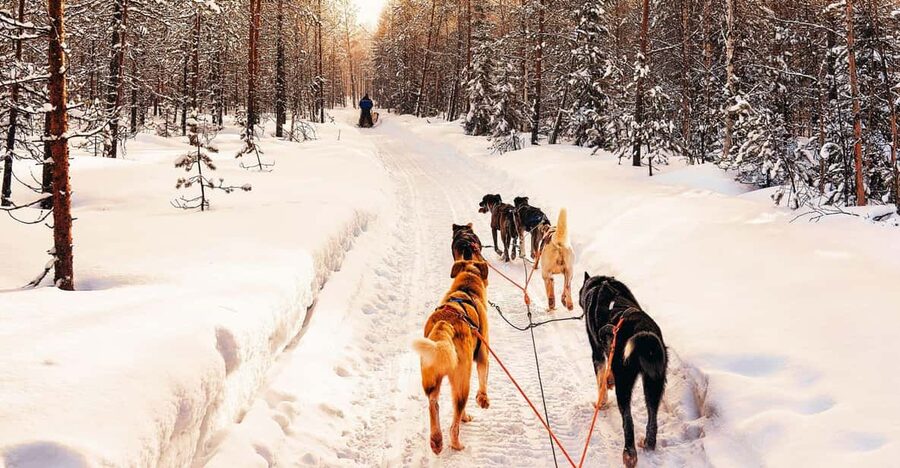 4hr Dog Sledding Trip on Finnmarksvidda - Is the $340 price fair?