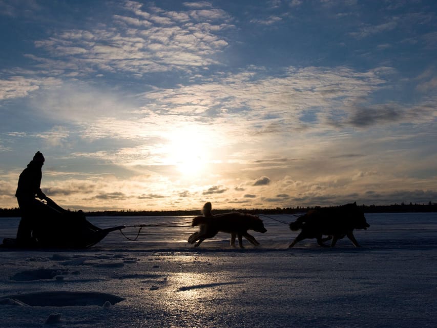 4hr Dog Sledding Trip on Finnmarksvidda - Who will enjoy this most?