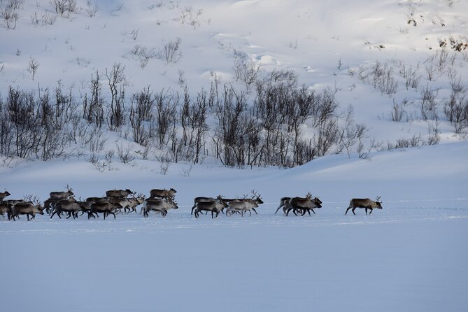 All-Inclusive Arctic Fjords and Sommarøy Scenic Tour - Pickup details need attention