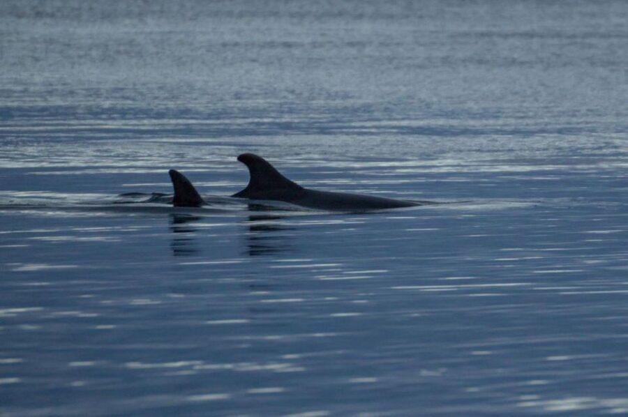 Alta: Alta Fjord Whale Watching Tour - Key Points At A Glance