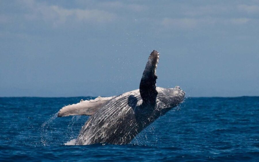 Alta: Alta Fjord Whale Watching Tour - Why Alta Fjord Makes A Good Whale-Watching Base