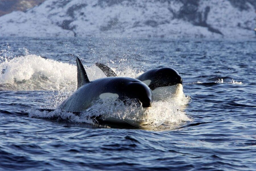 Alta: Alta Fjord Whale Watching Tour - The 15-Minute Safety Briefing