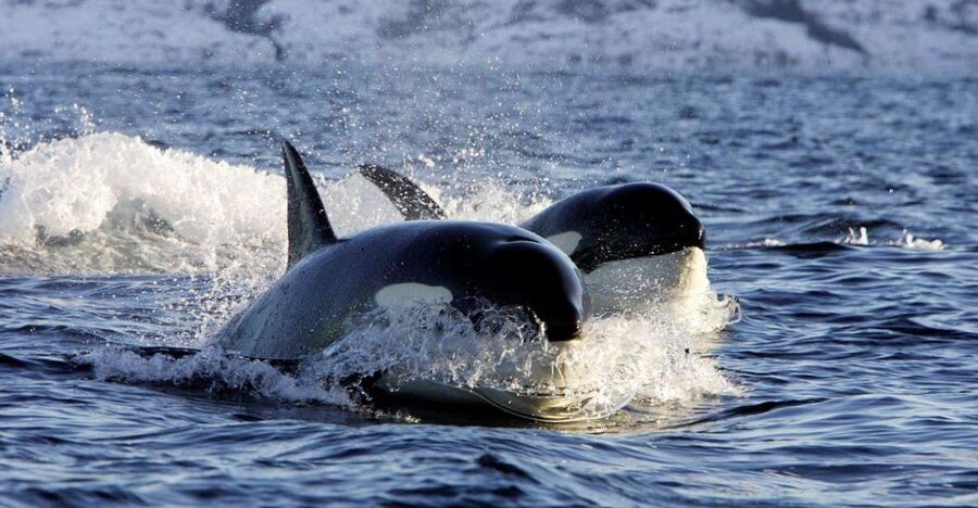 Alta: Alta Fjord Whale Watching Tour - Who Will Enjoy This Tour Most