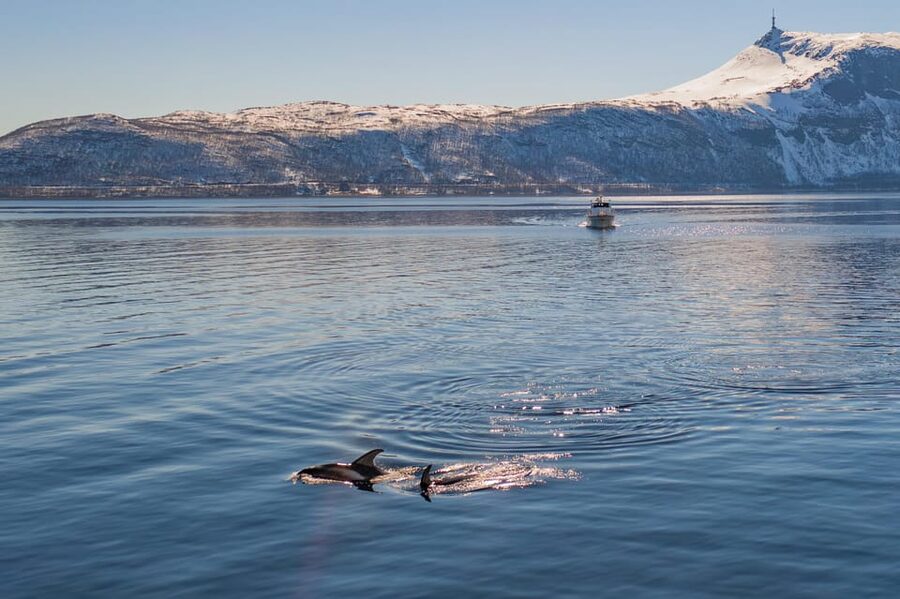 Alta: Altafjord Whale Watching in a Heated Boat - Key points before you book