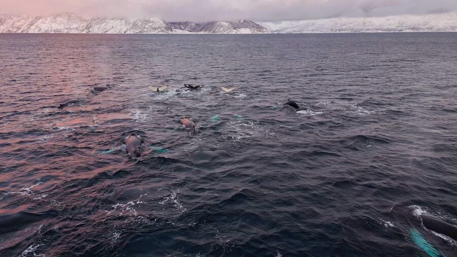 Alta: Altafjord Whale Watching in a Heated Boat - Why Altafjord is a promising whale-watching area