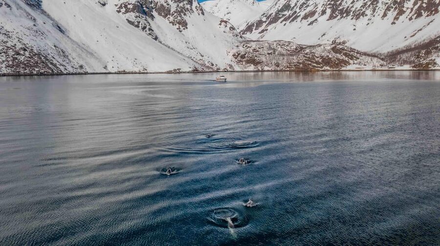 Alta: Altafjord Whale Watching in a Heated Boat - Sea Runner, comfort without losing the Arctic feel
