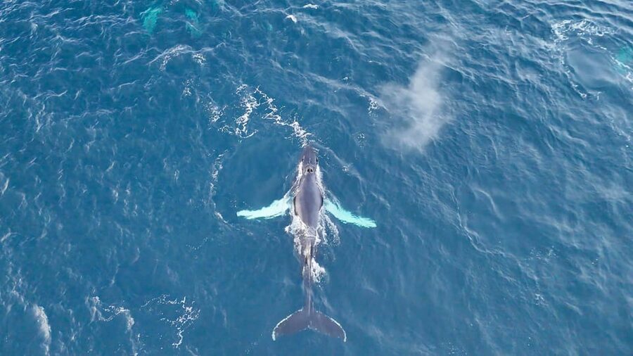 Alta: Altafjord Whale Watching in a Heated Boat - The guide and the human side of the trip