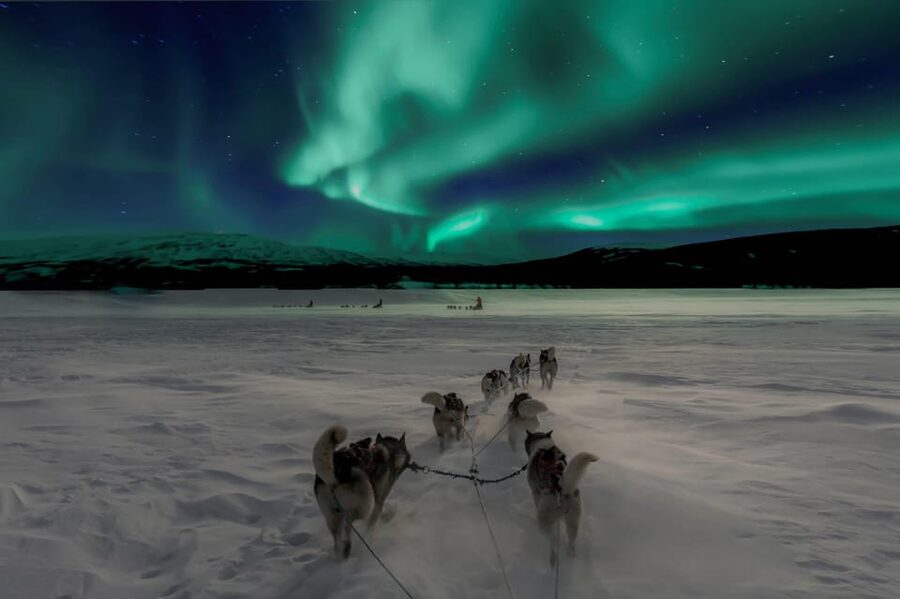 Alta: Dog Sledding Trip under the Northern Lights - Key points before you book