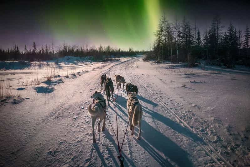 Alta: Dog Sledding Trip under the Northern Lights - From Alta to Gargia in 30 minutes
