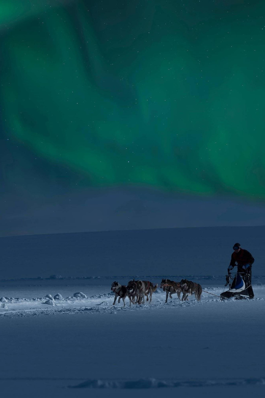 Alta: Dog Sledding Trip under the Northern Lights - Through pine forest and onto Finnmarksvidda