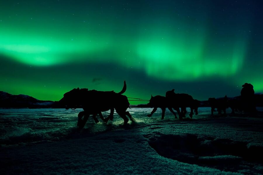 Alta: Dog Sledding Trip under the Northern Lights - What the dogs add to the experience