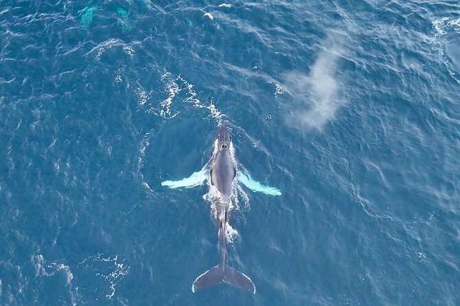 Alta Fjord Whale Watching on a Heated Boat - Why Alta Fjord is a good whale watching setting