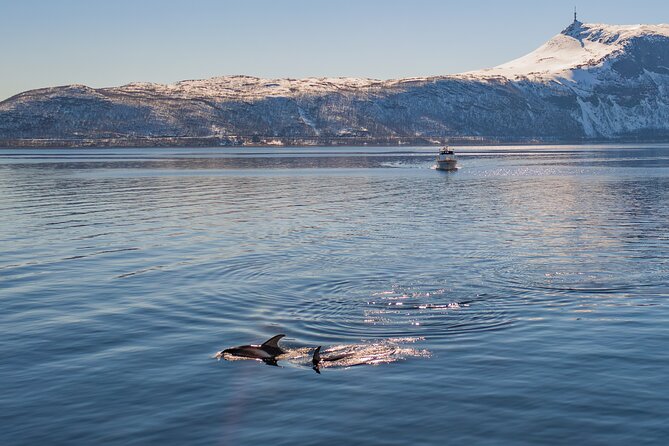 Alta Fjord Whale Watching on a Heated Boat - The Sea Runner and the first hour on the water