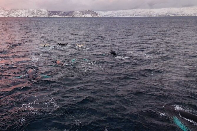 Alta Fjord Whale Watching on a Heated Boat - What the guide adds to the experience