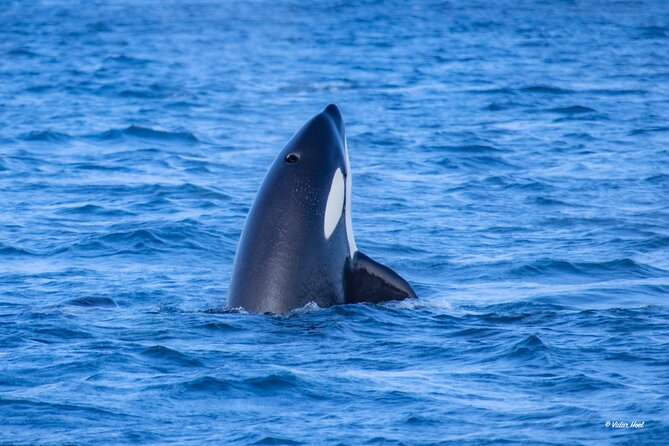 Alta Fjord Whale Watching on a Heated Boat - The fjord scenery between sightings
