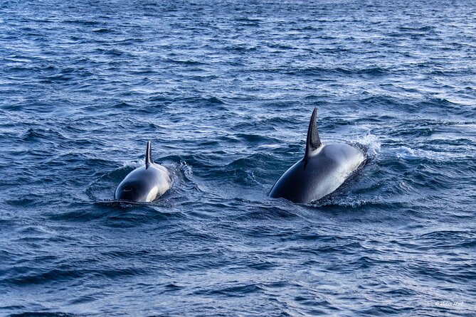 Alta Fjord Whale Watching on a Heated Boat - Is $252.25 a fair price?