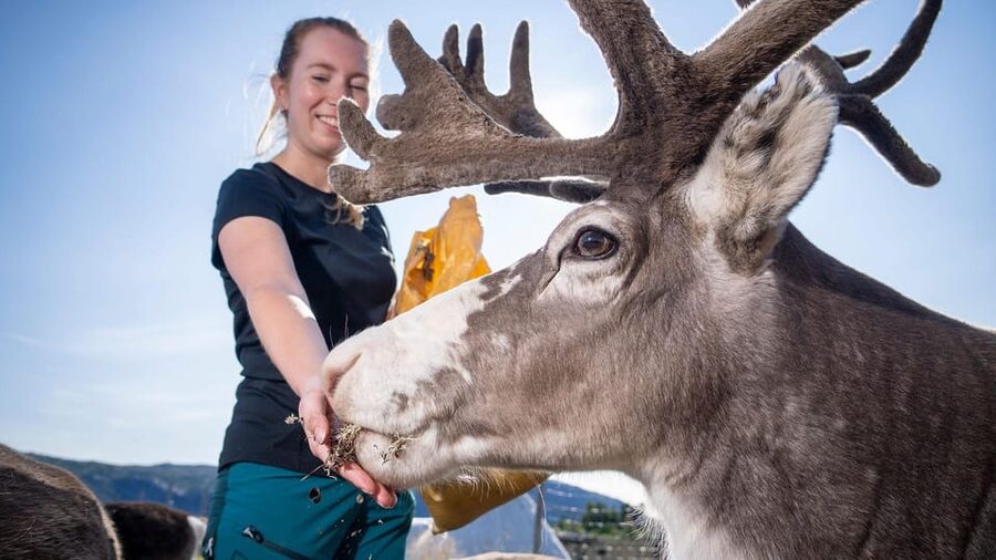 Alta: Reindeer - A carrier of Sámi Culture - Key points to know before you book