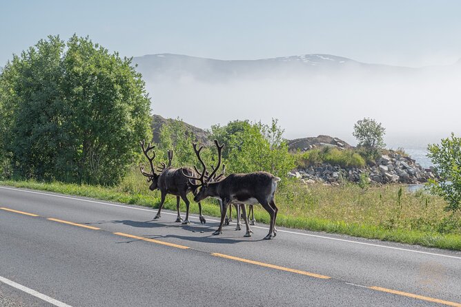 Arctic Fjord Roadtrip with Scenic Picnic from Tromso - The photo service is more useful than it sounds