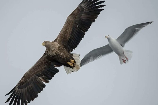 Arctic Fjordcruise & Safari in Tromso with Luxury Catamaran - What the luxury catamaran feels like