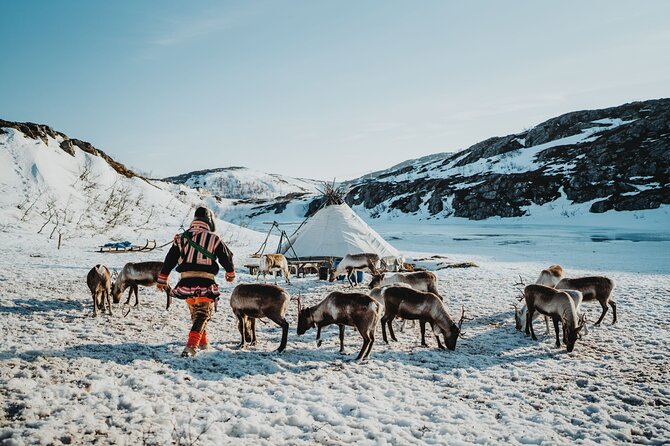 Arctic Fjords and Reindeer Experience – Small group tour - Five things that make this Tromsø tour worth considering