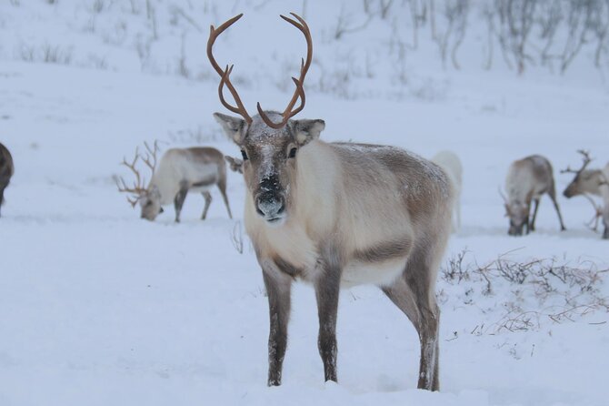 Arctic Fjords and Reindeer Experience – Small group tour - Meeting the reindeer herd near Kattfjord skole
