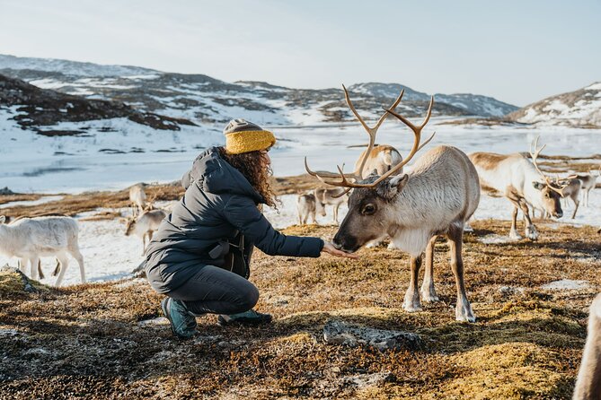 Arctic Fjords and Reindeer Experience – Small group tour - Sommarøy, beaches, and a proper lunch break