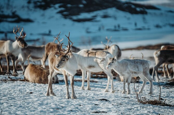 Arctic Fjords and Reindeer Experience – Small group tour - Is $291.53 a fair price?