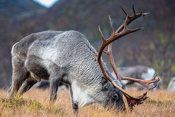 Arctic Nature Tour from Tromsø by minibus - A beach picnic with pastries and hot chocolate
