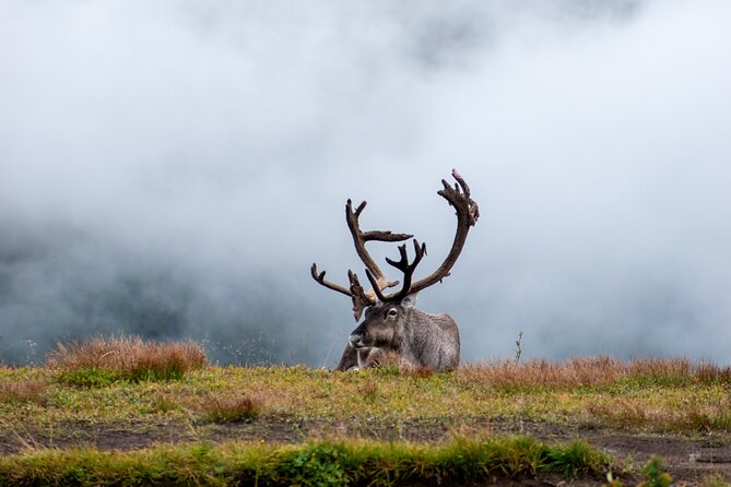 Arctic Wildlife and Fjord Sightseeing - Crossing Sommarøybrua