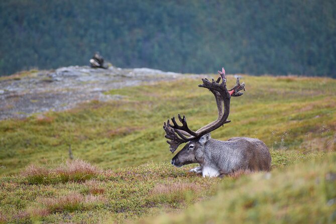 Arctic Wildlife and Fjord Sightseeing - Ersfjordbotn, a village beneath the mountains