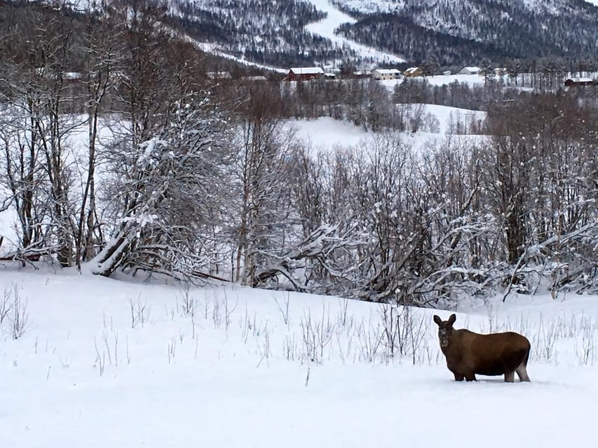 Bardufoss: Wild Moose Safari with Lunch - Starting at Høgtun Kulturklynge
