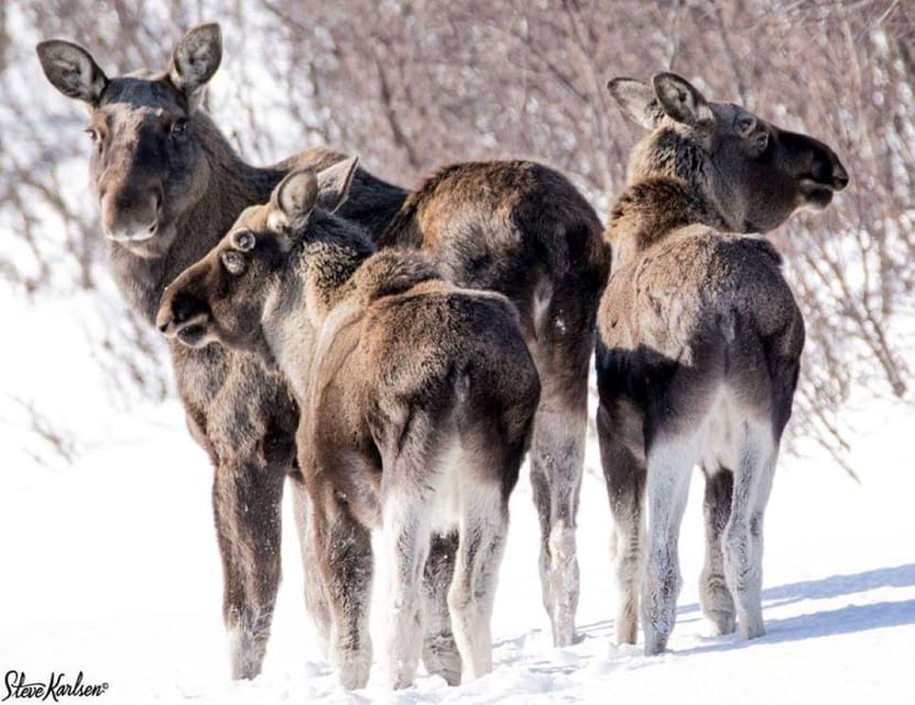 Bardufoss: Wild Moose Safari with Lunch - Into Målselv Municipality by safari vehicle