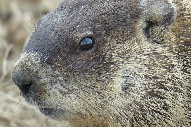 Beaver Safari on Stand up paddleboard in Hokksund - Key points to know before booking