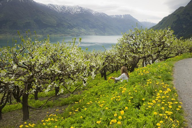 Bergen: Private Full-Day Roundtrip to Hardangerfjord with cruise - Øvre Eidfjord and the Hardangervidda Nature Centre