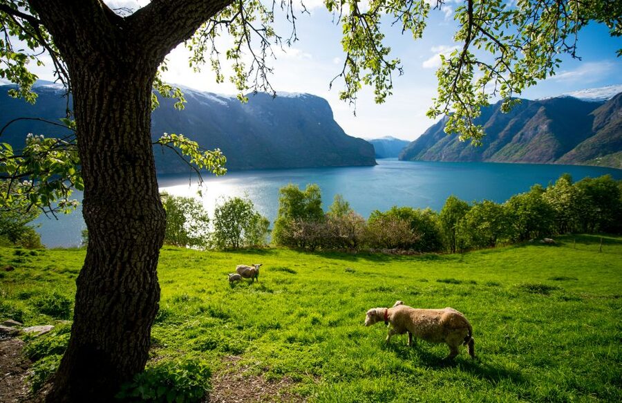 Bergen: Viking Village, Nærøyfjord Cruise & Flåm Railway - Who will enjoy this day most?