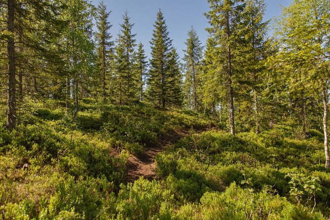 Best View of the Oslofjord Hike - Frognerseteren: forest, lakes, and Huldra stories