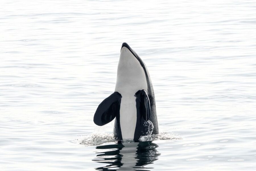 Bleik: Whale Watching by Speedboat with Puffins and Muffins - Key points at a glance