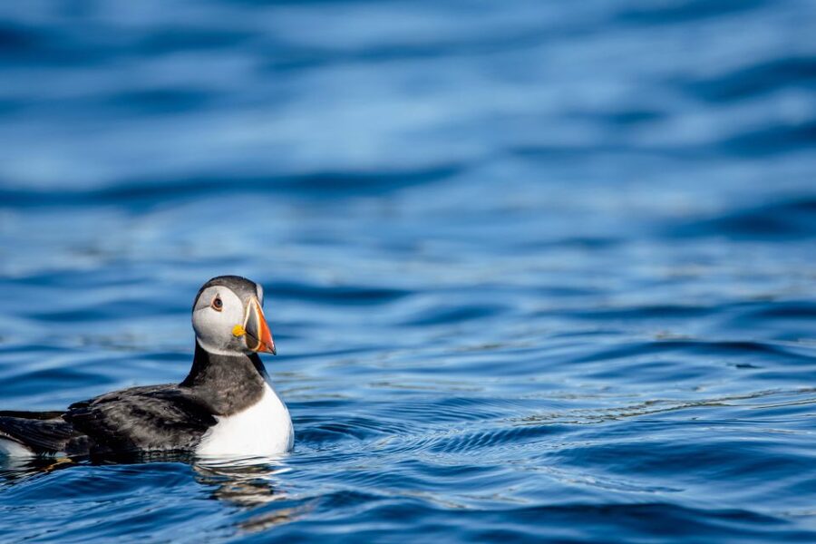Bleik: Whale Watching by Speedboat with Puffins and Muffins - Who should book this Bleik safari?