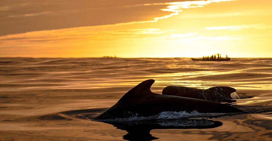 Bleik: Whale Watching by Speedboat with Puffins and Muffins - From Andenes to Bleik Marina in 10 minutes