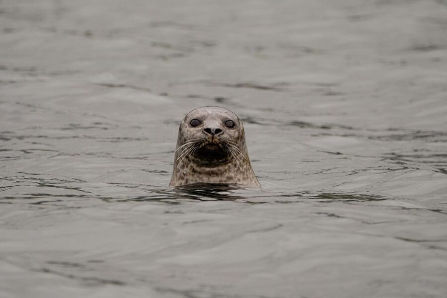 Bleik: Whale Watching by Speedboat with Puffins and Muffins - Speed across Bleik Canyon